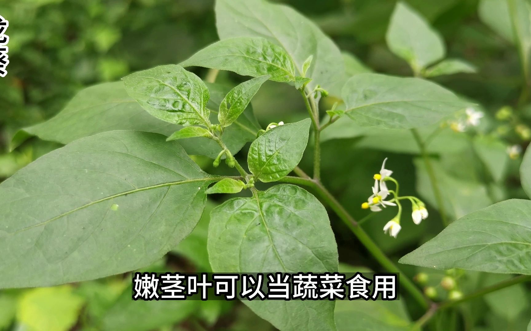 龙葵的叶子像辣椒,开白花,民间叫它野辣子或白花菜,是传统药材,也是味道鲜美的野菜哔哩哔哩bilibili