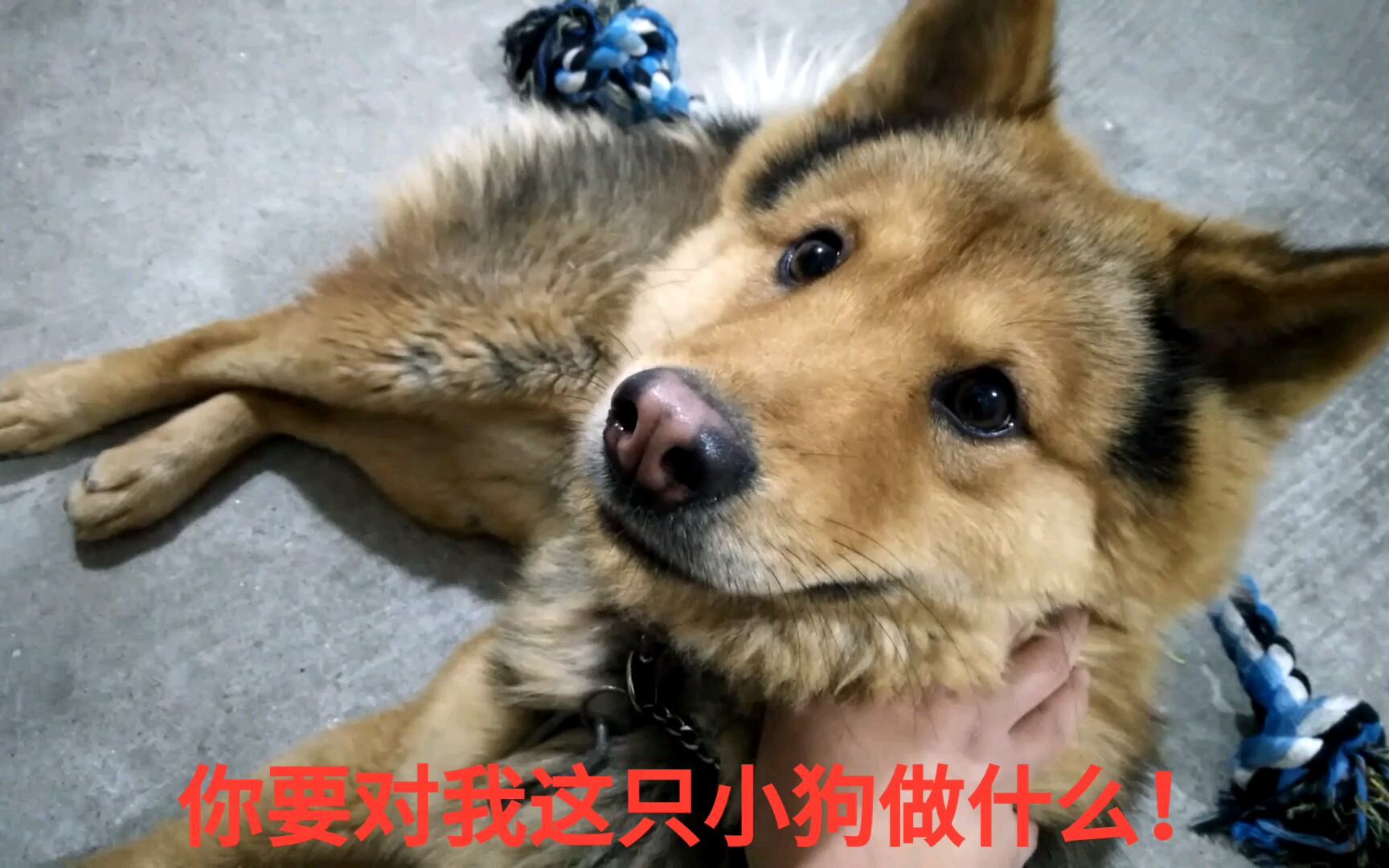 中華田園犬擼狗真刺激七葉表情逐漸失去控制