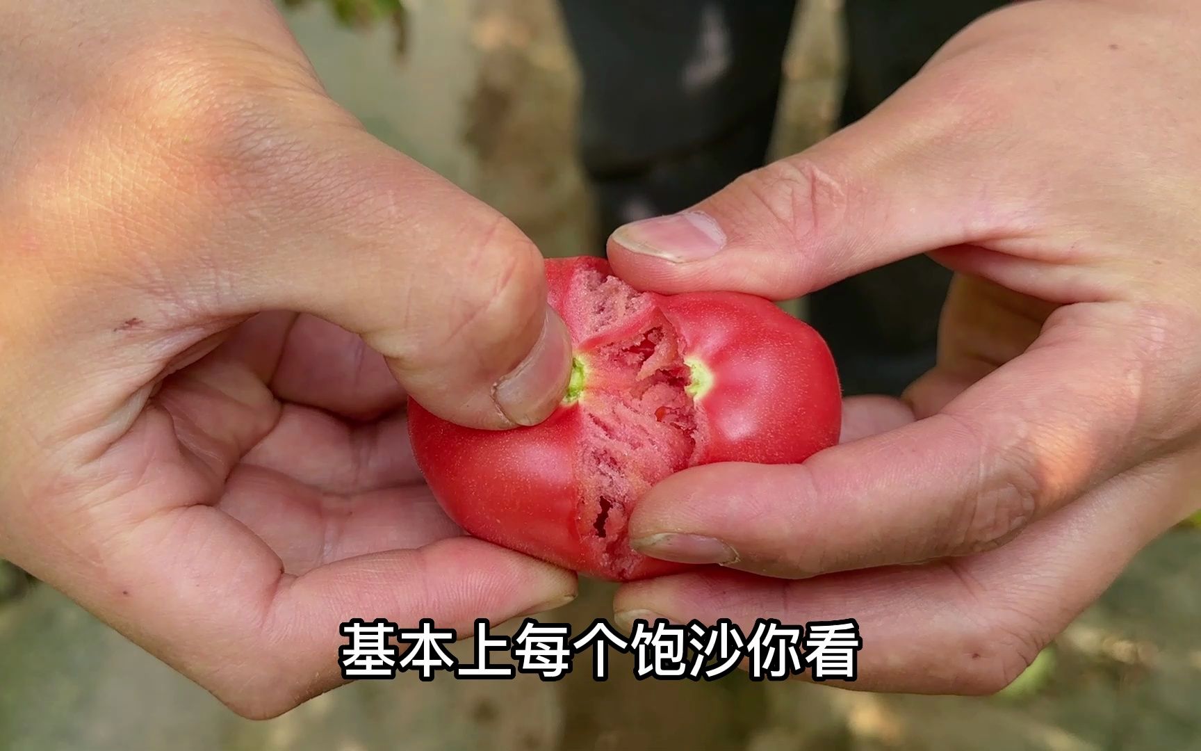 二娃去泾阳看西红柿水果番茄,普罗旺斯这名好高大上,真洋气哔哩哔哩bilibili