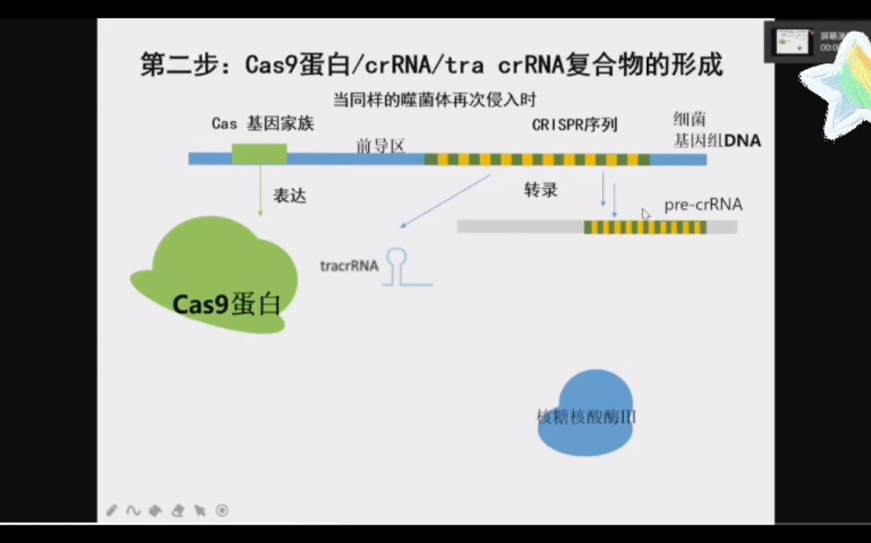 基因组编辑技术CRISPR/Cas糸统 作用机制、应用、优势、缺陷,人工设计的CRISPR/Cas9糸统工作原理,CRISPR/Cas9体外、体内两种应用形式哔哩哔哩...