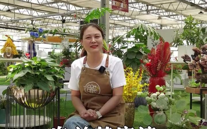 【花卉】白兰花应该如何养护注意这几点~香飘满屋哔哩哔哩bilibili