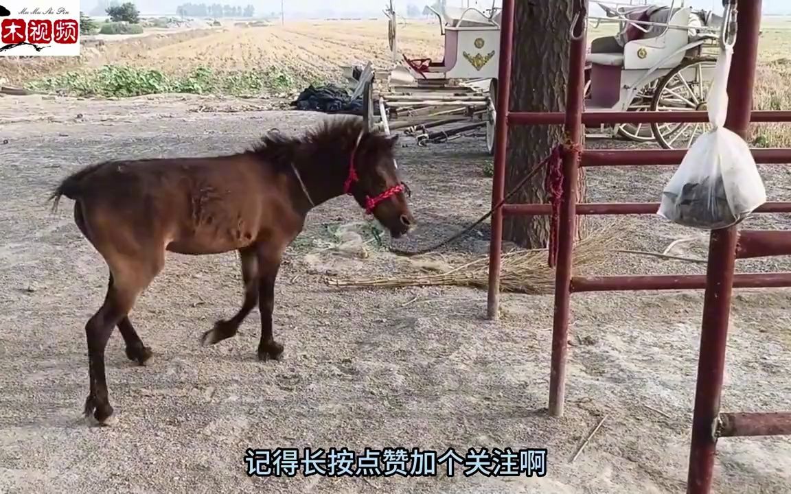 马场给小矮马配婚,没想到公马竟然不理母马,结局太悲催了哔哩哔哩bilibili