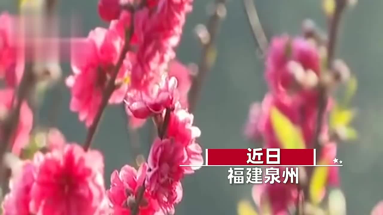 泉州这个景区桃花盛放迎大量游客打卡:漫山遍野,如诗哔哩哔哩bilibili