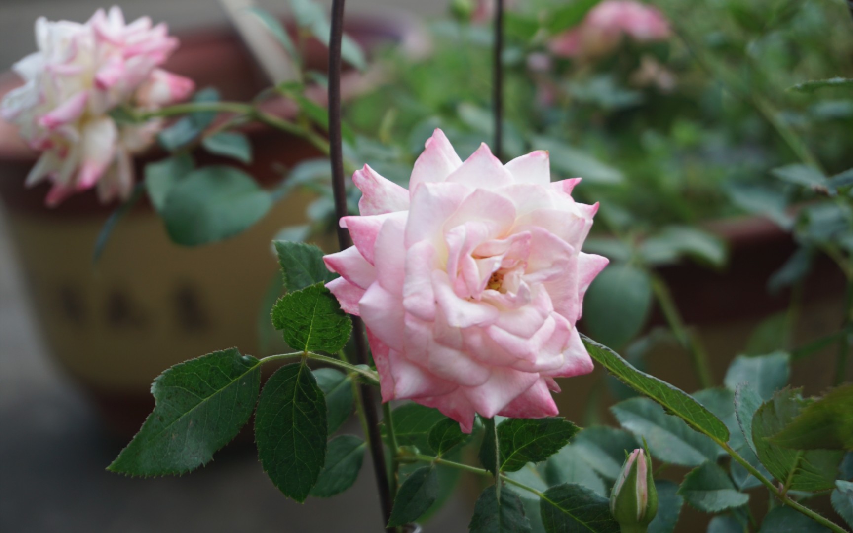 椿风月季超长待机!