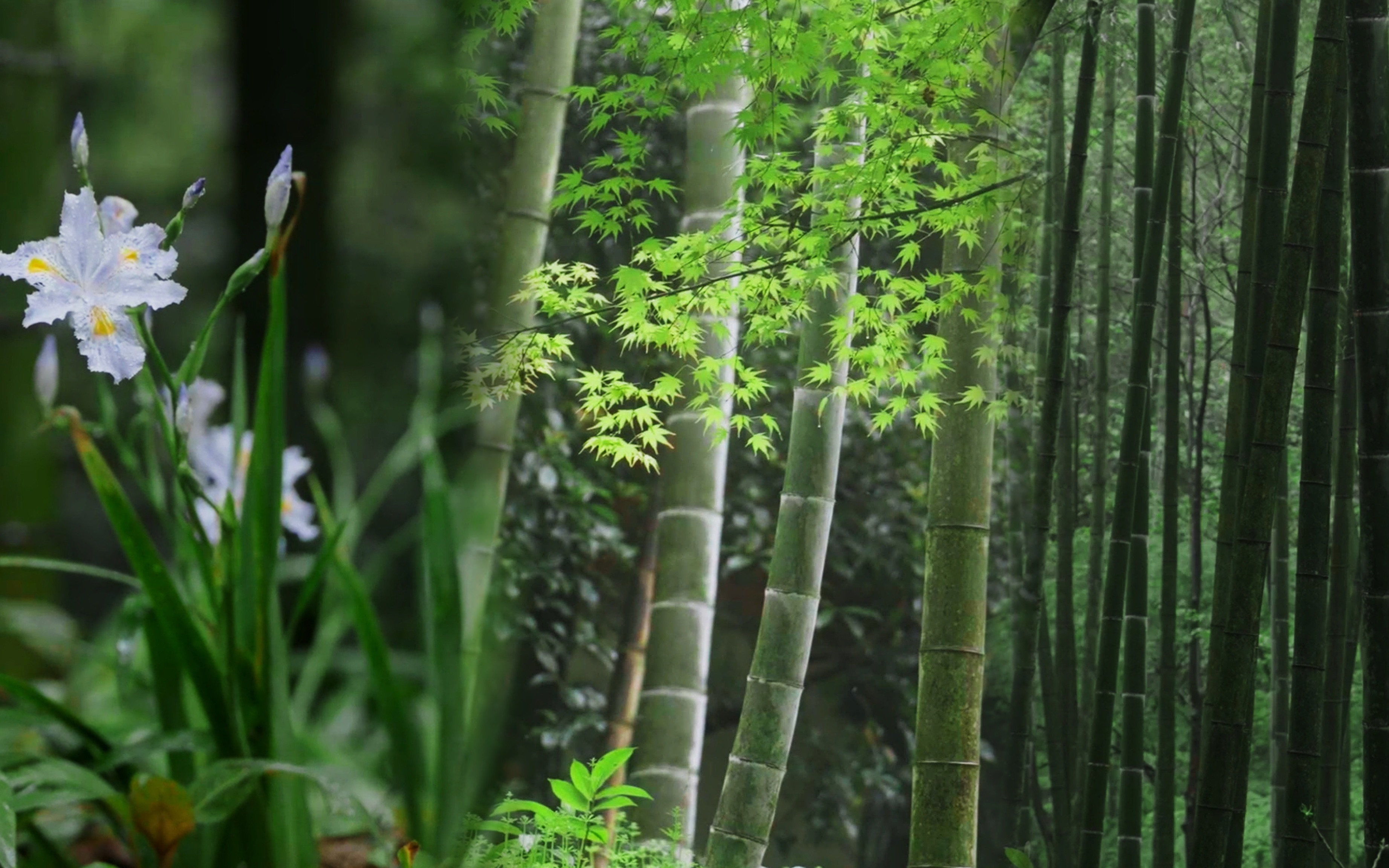 【4k】云栖竹径|春路雨添花,风动一山春色