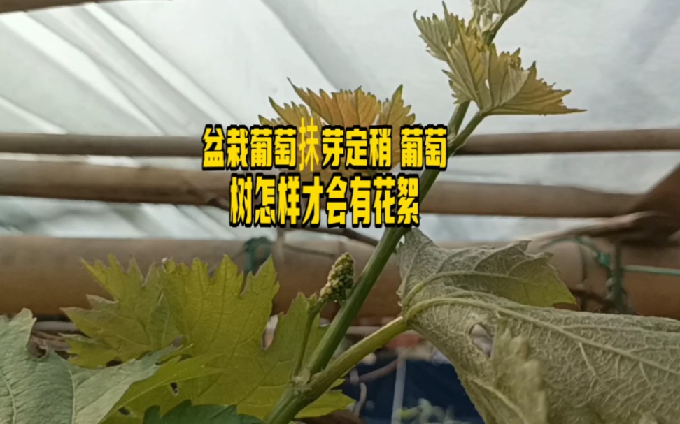 盆栽葡萄抺芽定稍 葡萄树怎样才会有花絮哔哩哔哩bilibili