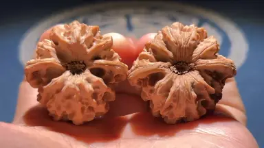 龙门涧核桃-哔哩哔哩_Bilibili