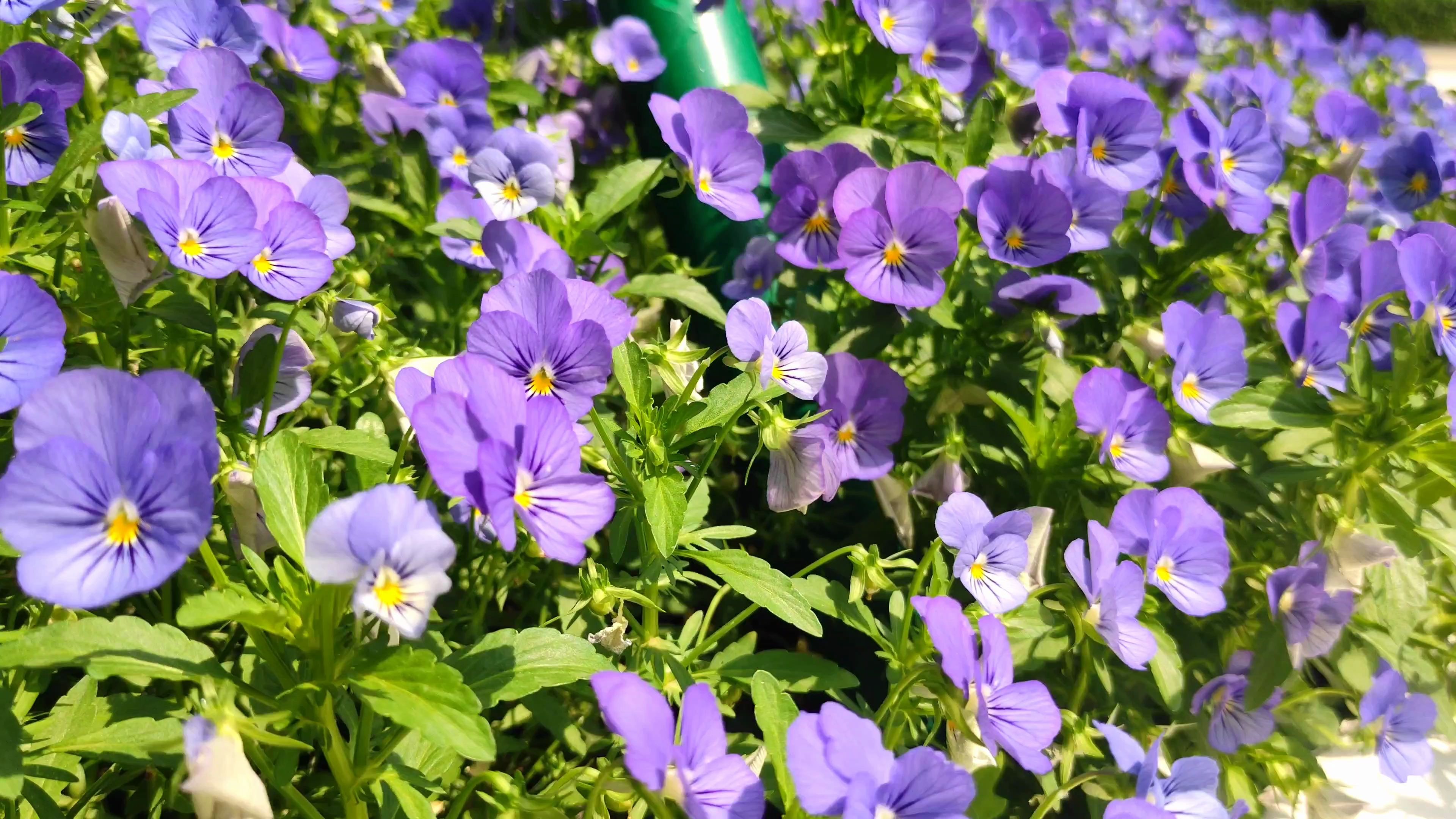 红米redmi k30 4k 30帧视频拍摄示例