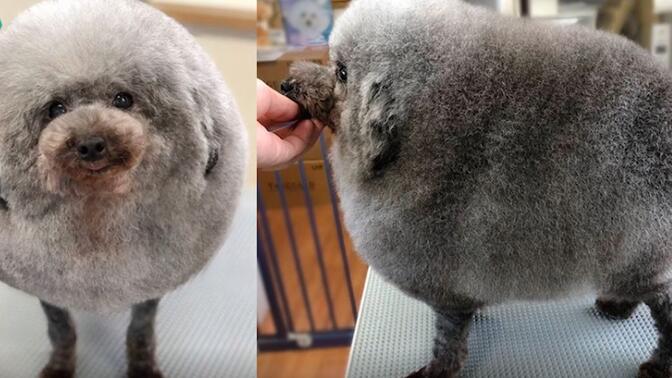 刚从理发店回家的贵宾犬,变成了一只小绵羊