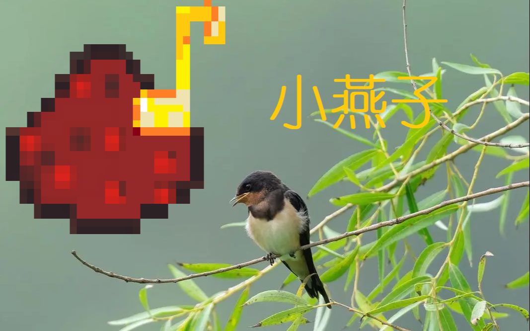 mc音乐《小燕子》