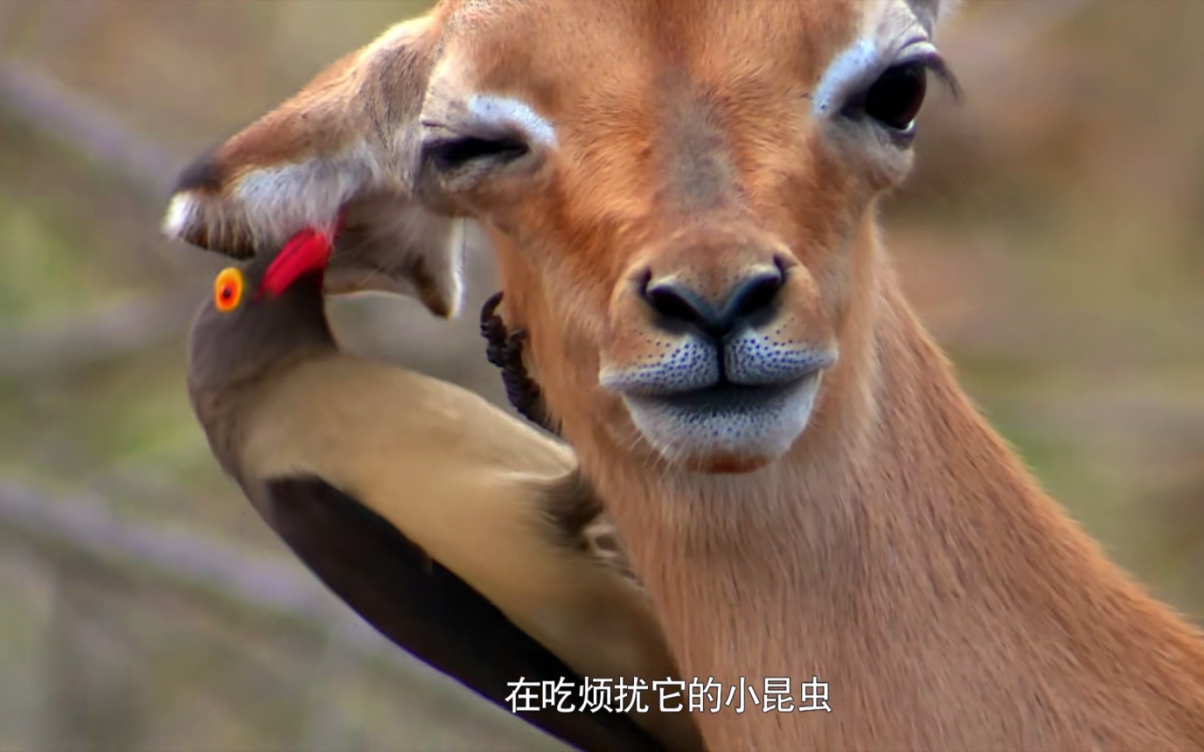 黑斑羚的跳跃生活