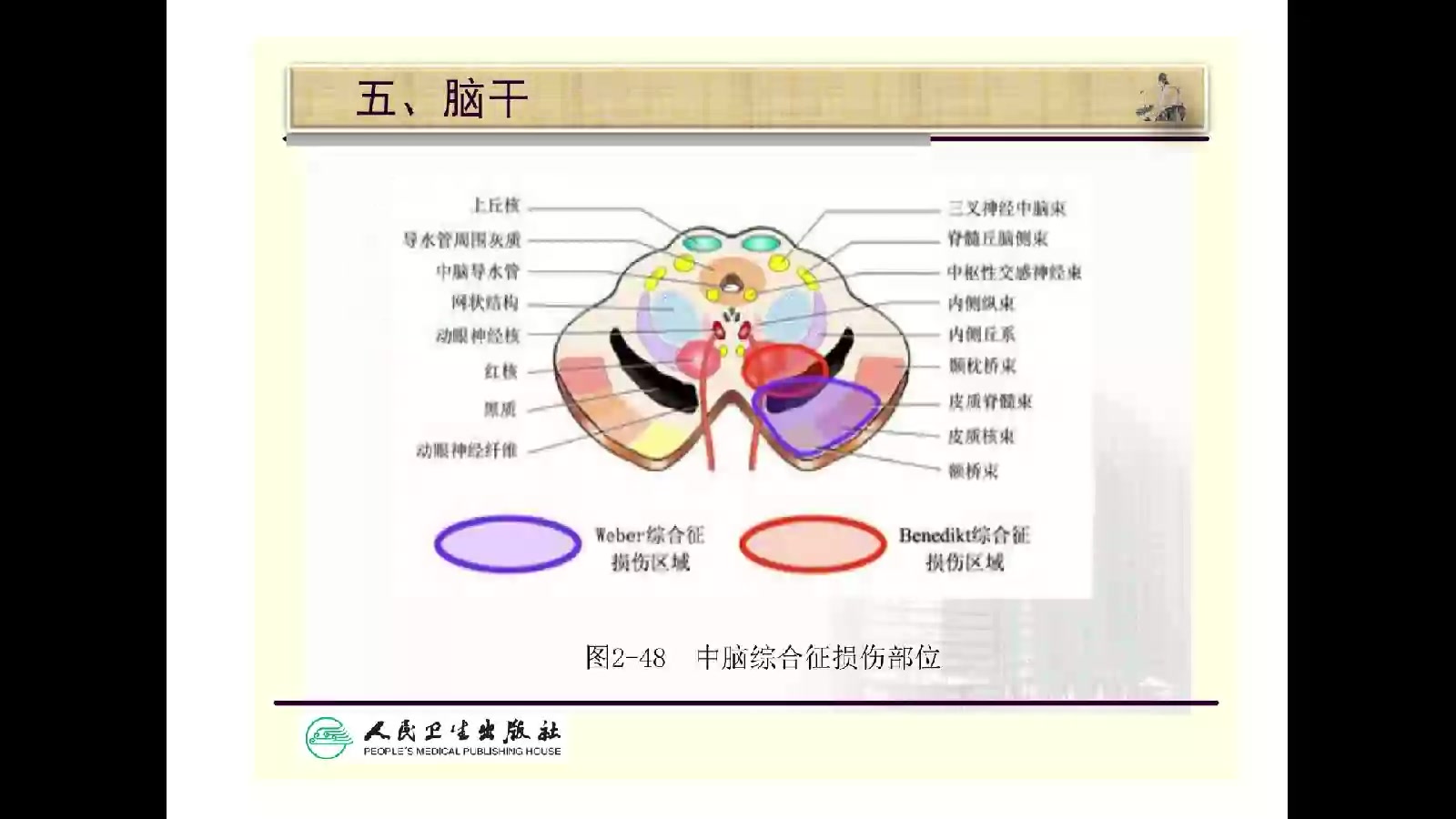 神经病学中枢神经系统各部位损害的表现及定位哔哩哔哩bilibili