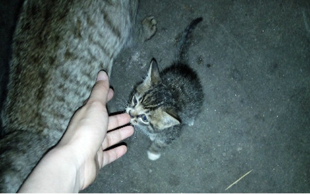 活动  开始随喵妈习武行走江湖的三小只