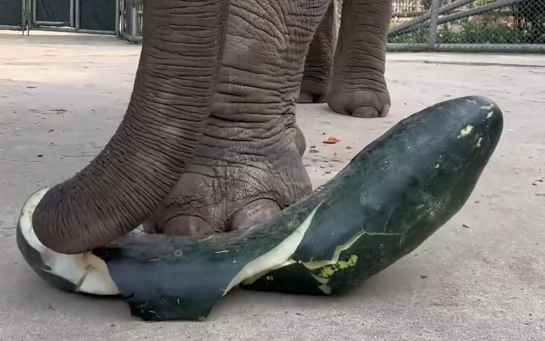 原来大象的一脚威力这么大!