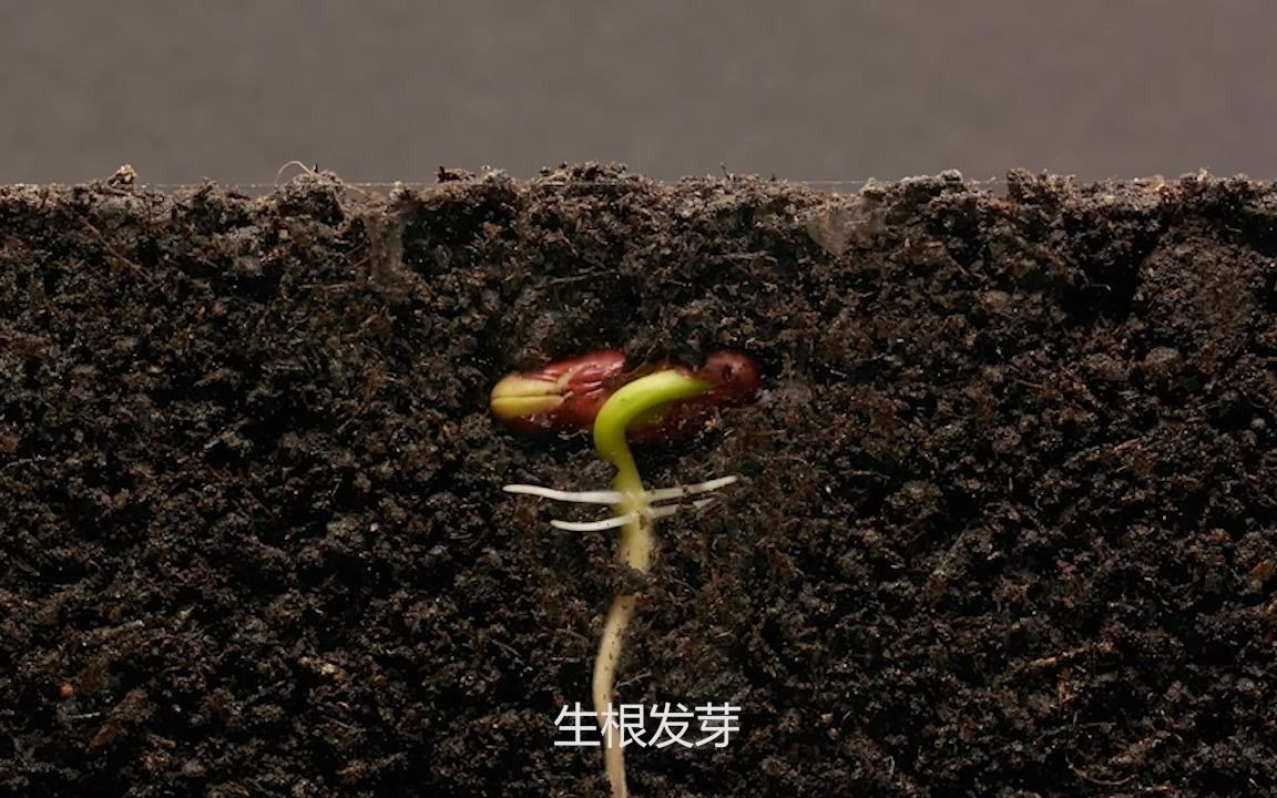 [图]科普：近距离观察植物的种子是怎么发芽生长的？