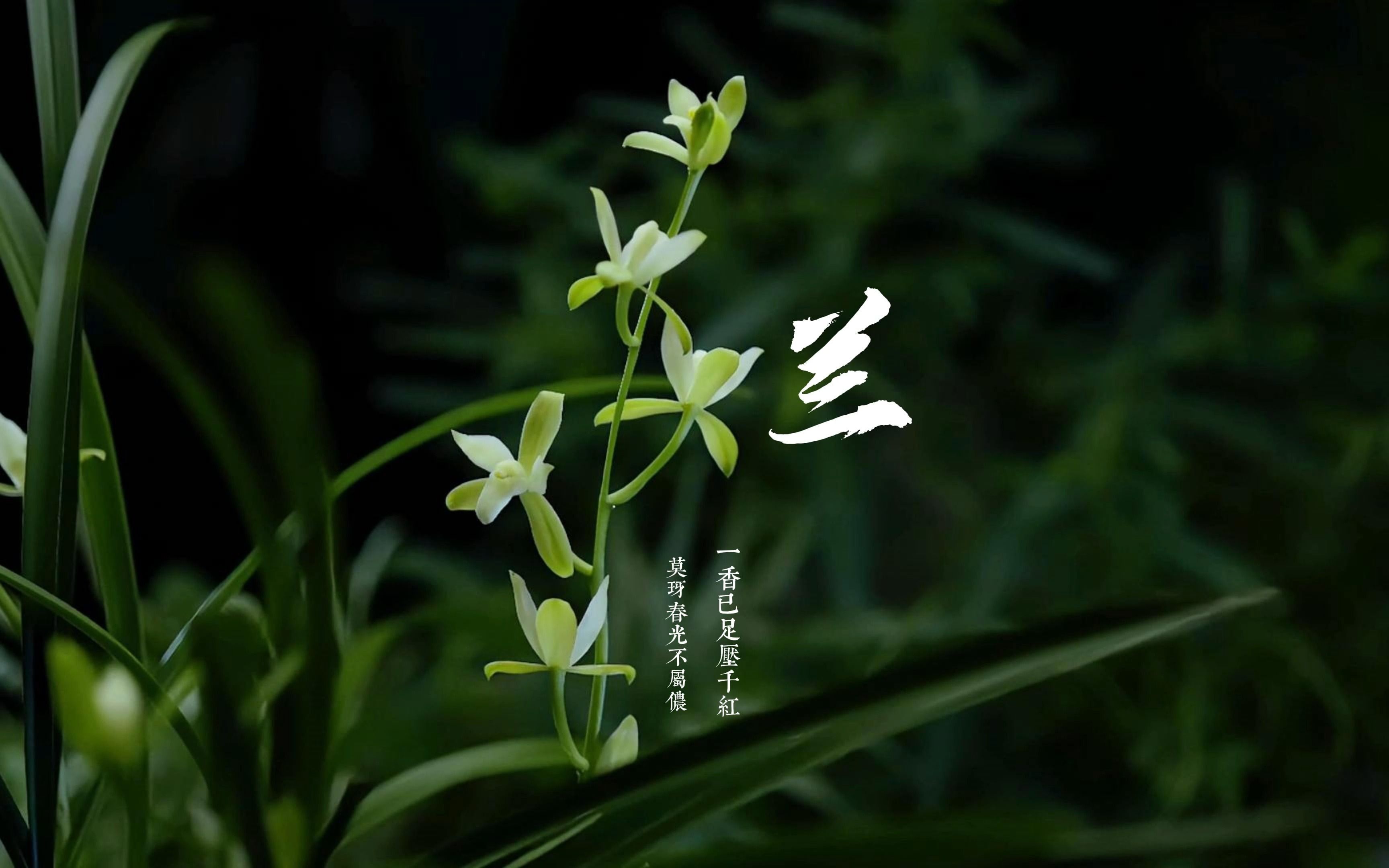 【原创】【延时摄影】每天来看一朵花开/兰花/建兰哔哩哔哩bilibili