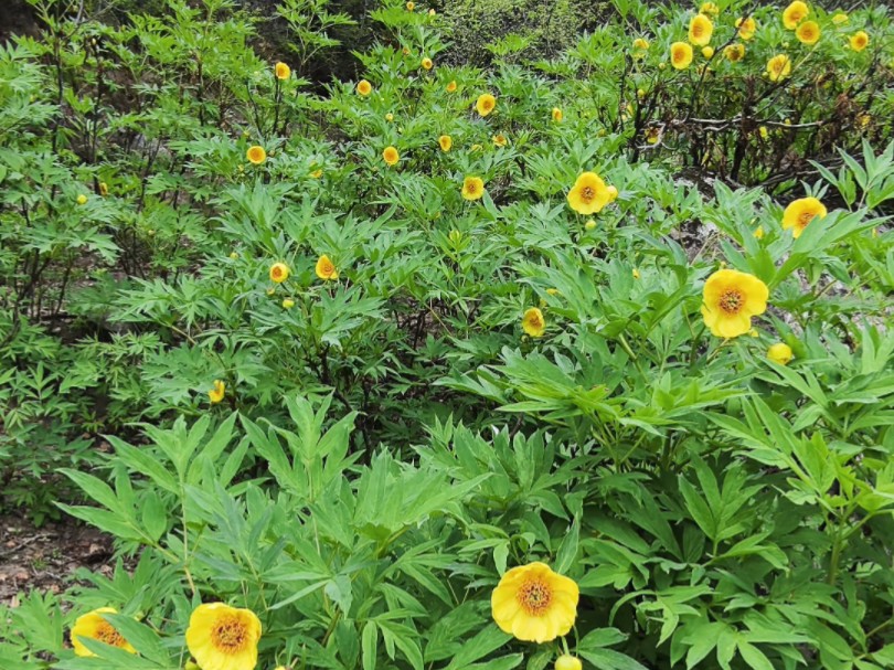 稀有植物野生黄牡丹哔哩哔哩bilibili