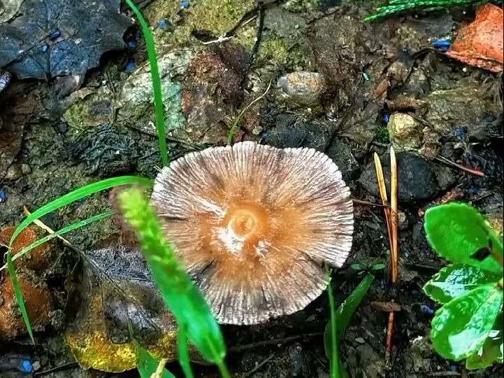 受连续降雨的影响内蒙古多地长出野生蘑菇,网友:听劝,不要采食