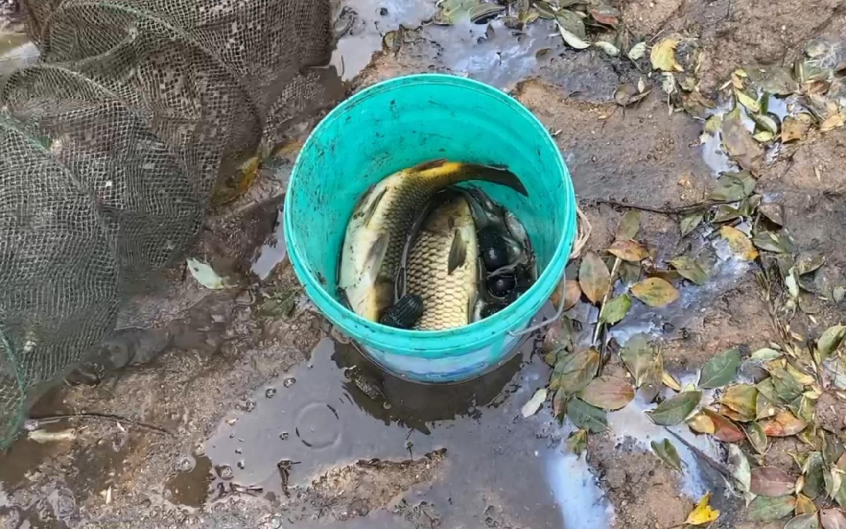 网鱼:水库里面撒地笼和伞网,捕捞小鱼小虾,意外收获两条大鲤鱼_哔哩