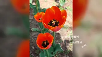 Скачать видео: “四月份的郁金香🌷”