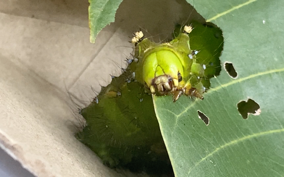 绿尾大蚕蛾末龄幼虫进食解压视频