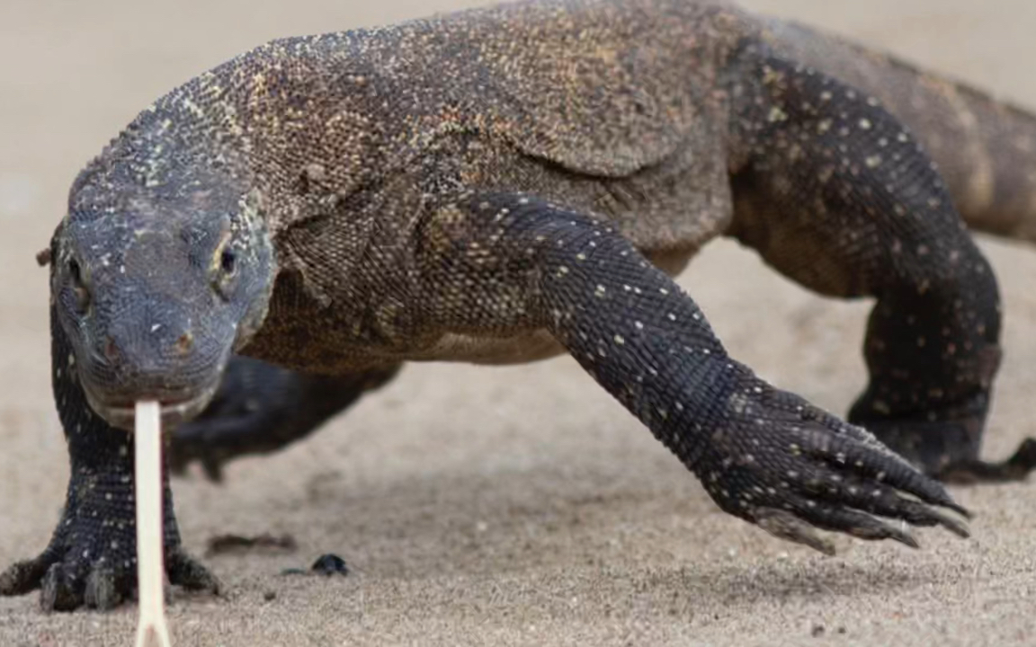 世界上体型最大的蜥蜴:科莫多巨蜥!凶悍,战斗力爆表!