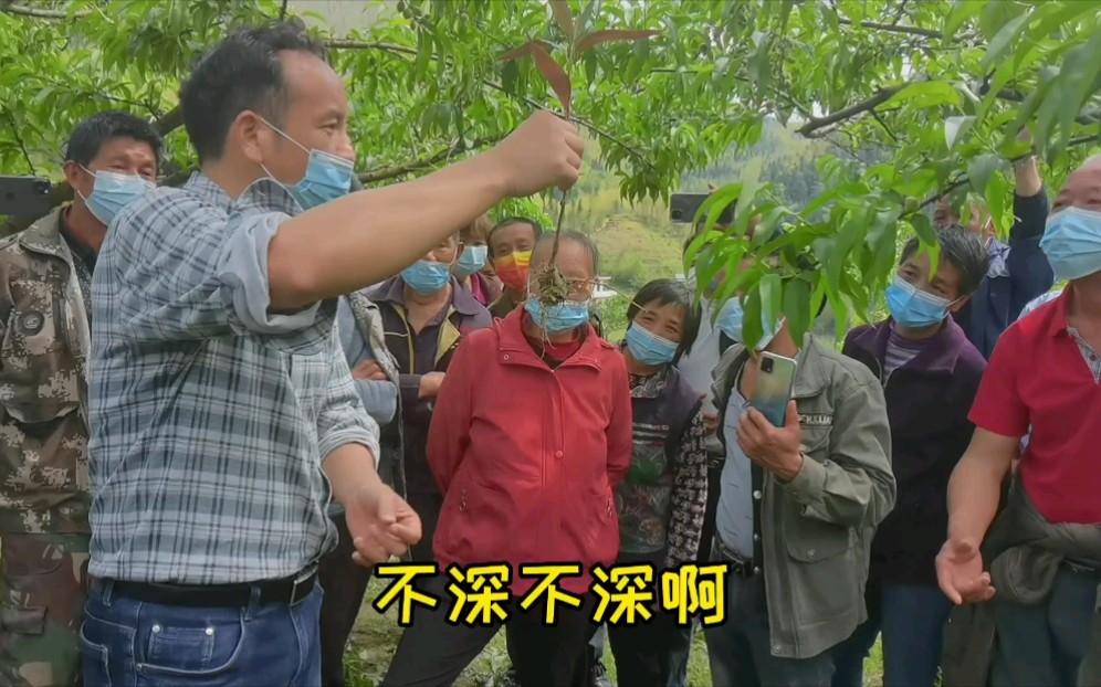 杂草能产生良好的生态,有机质提高果树的抗逆性,提高品质!可惜很多人总给果树最好的条件,要肥给肥,要水给水,杂草除净.但往往病虫加剧哔哩哔...