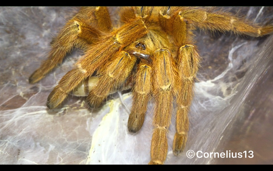 英雄母亲—非洲橙巴布捕鸟蛛产后首次捕食_哔哩哔哩_bilibili