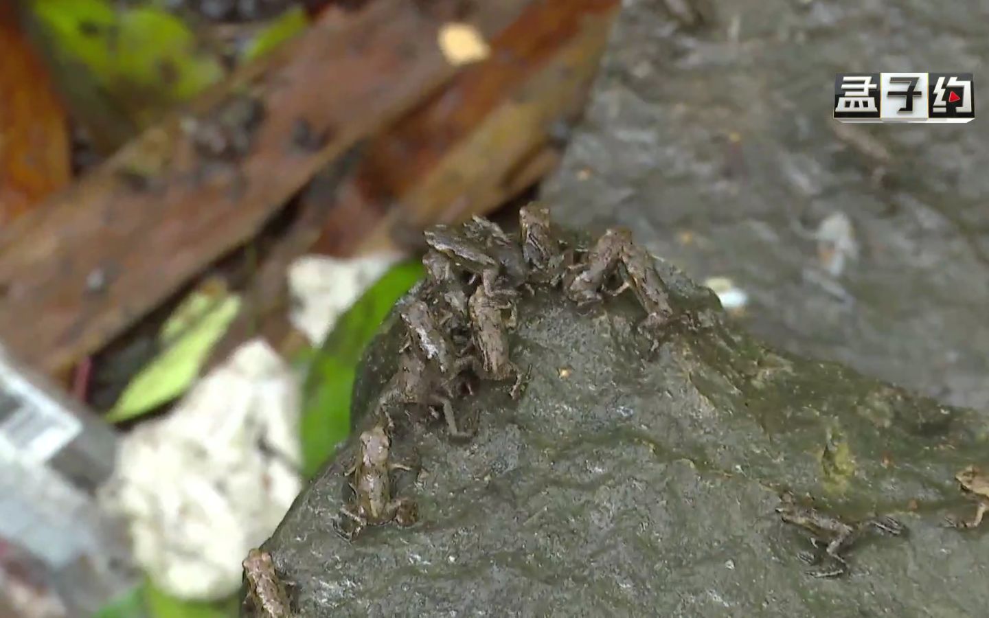 密集恐惧症慎入!青蛙大迁徙这场面是真热闹!