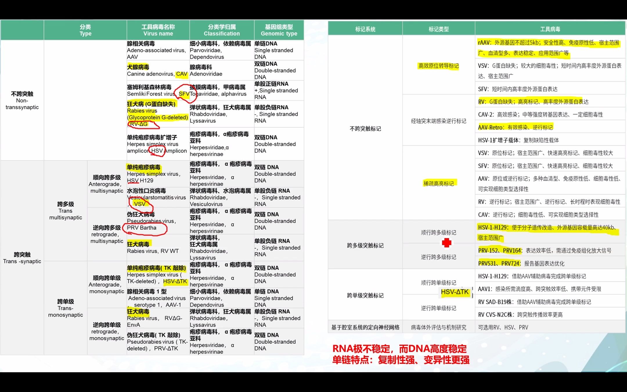 神经示踪病毒—跨突触标记病毒哔哩哔哩bilibili