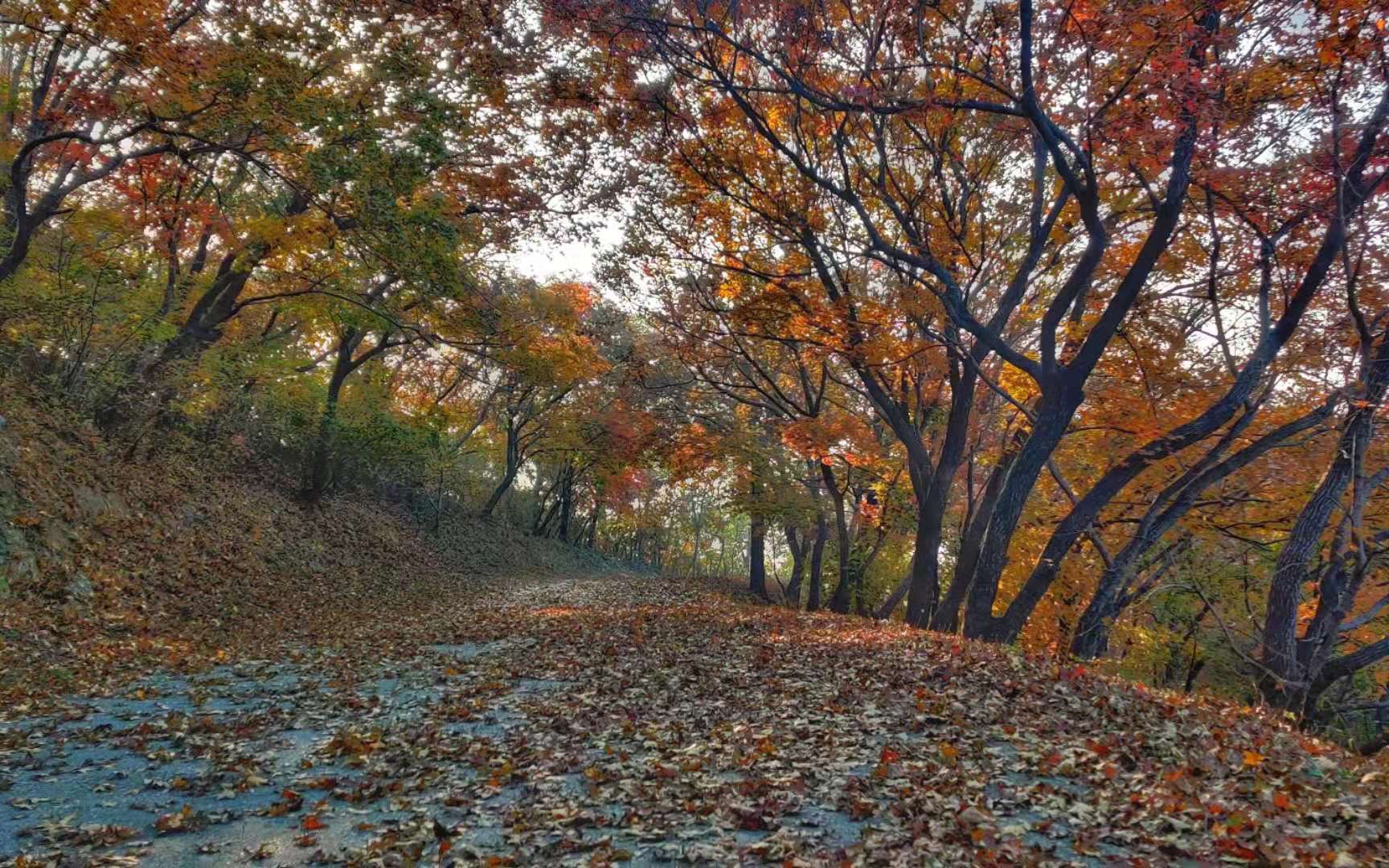 北京西山红叶跑 这段路线比香山美多了哔哩哔哩bilibili