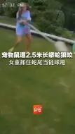 Download Video: 宠物鼠遭2.5米长蟒蛇狠咬 女童抓住蛇尾当链球甩