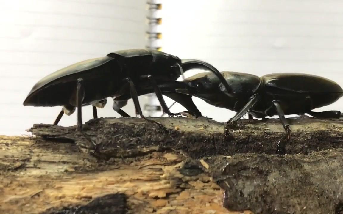 【稀罕】对马扁锹vs奄美扁锹_哔哩哔哩 (゜-゜)つロ 干杯~-bilibili