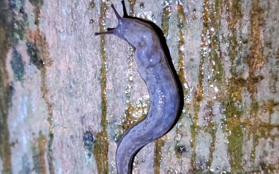 蛞蝓,半蛞蝓,蜗牛≠配件,半成品,成品!