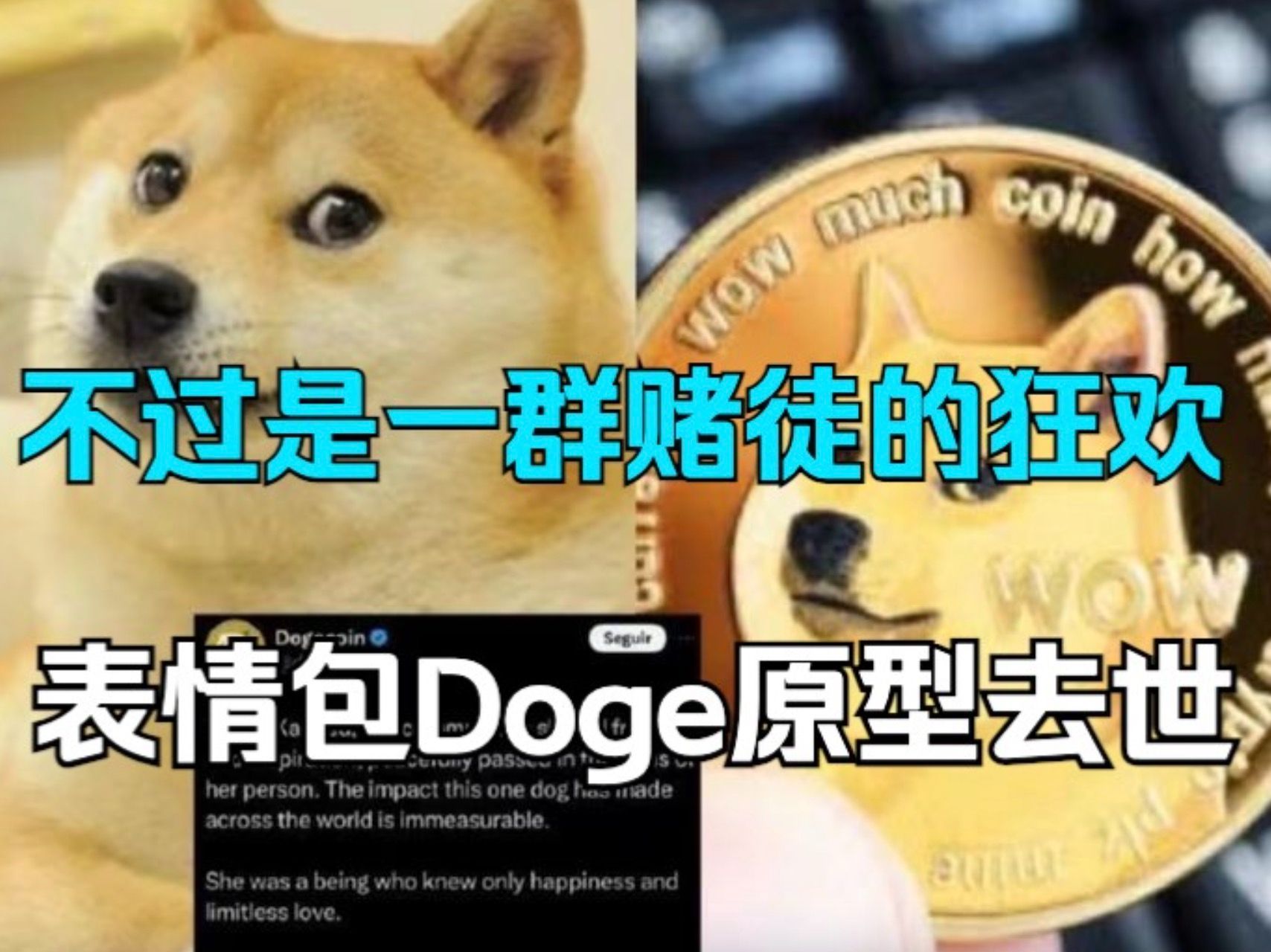 表情包doge原型柴犬去世,不过是一群赌徒的狂欢!哔哩哔哩bilibili