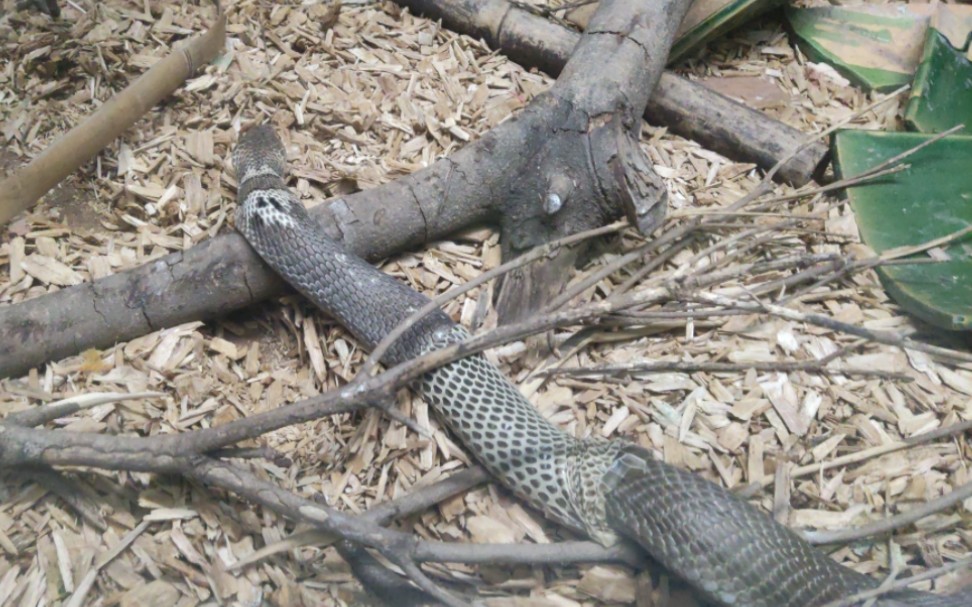 横屏版舟山眼镜蛇蜕皮(没有一开始的部分)