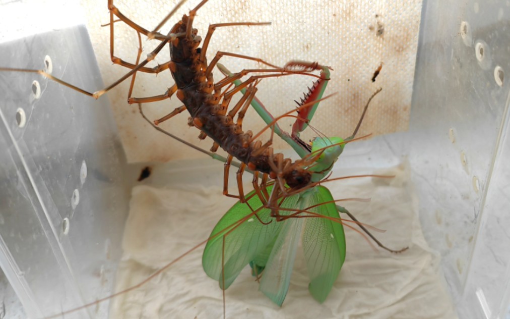 血刃对触手 澳洲斧螳vs火山蚰蜒