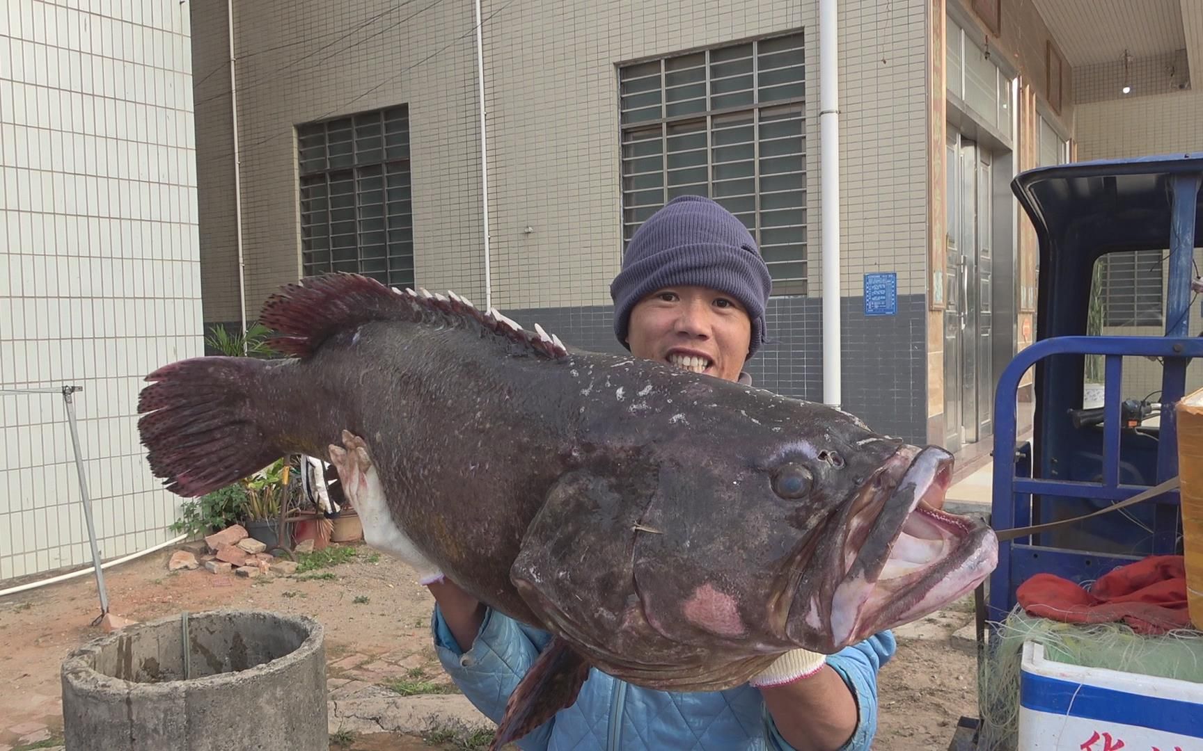 小池买到一条50斤重的大龙趸,几个人都抬不动,直接打包拉上广州哔哩哔哩bilibili