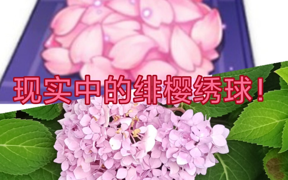 【原神/突破素材】我找到了现实中的绯樱绣球!