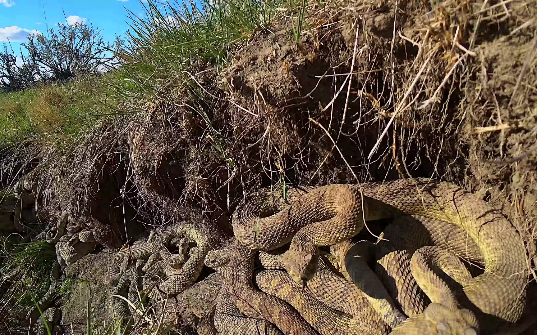 4k高清好怕怕真的是进了蛇窝了