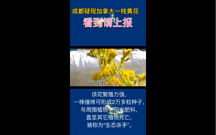 “生态杀手”加拿大一枝黄花疑出现 在成都,小心!哔哩哔哩bilibili