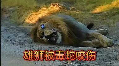 这头高龄狮王自然老死，在生命倒数的4天里，一直栖身大树下_哔哩哔哩_