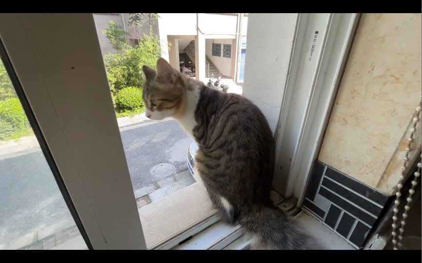 看热闹的小猫咪