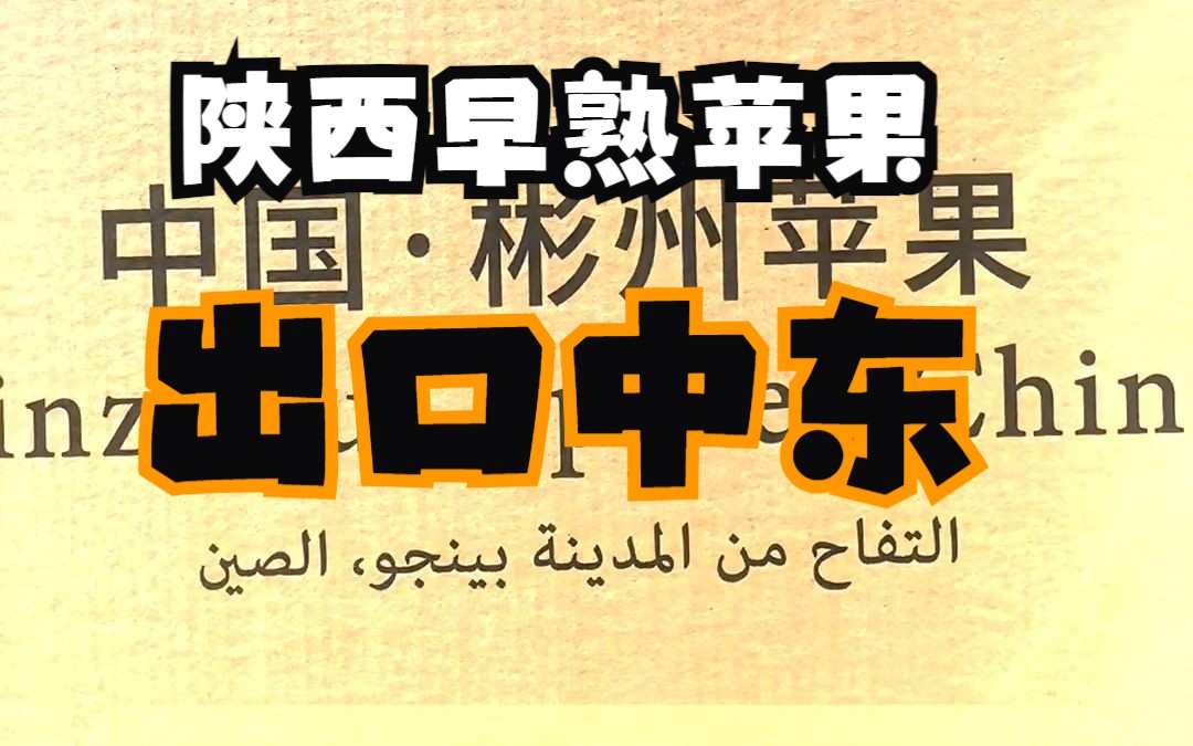 中国陕西早熟苹果出口中东|2nd中阿短视频大赛参赛作品哔哩哔哩bilibili