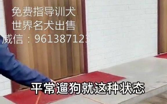 马犬怎么训练教程视频哔哩哔哩bilibili