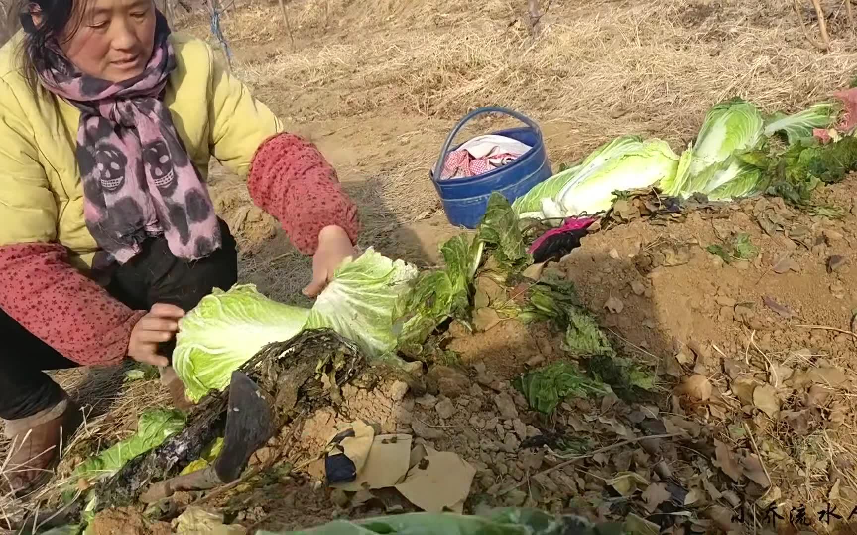 "大白菜"你竟然藏得如此之深_哔哩哔哩 (゜-゜)つロ 干杯~-bilibili