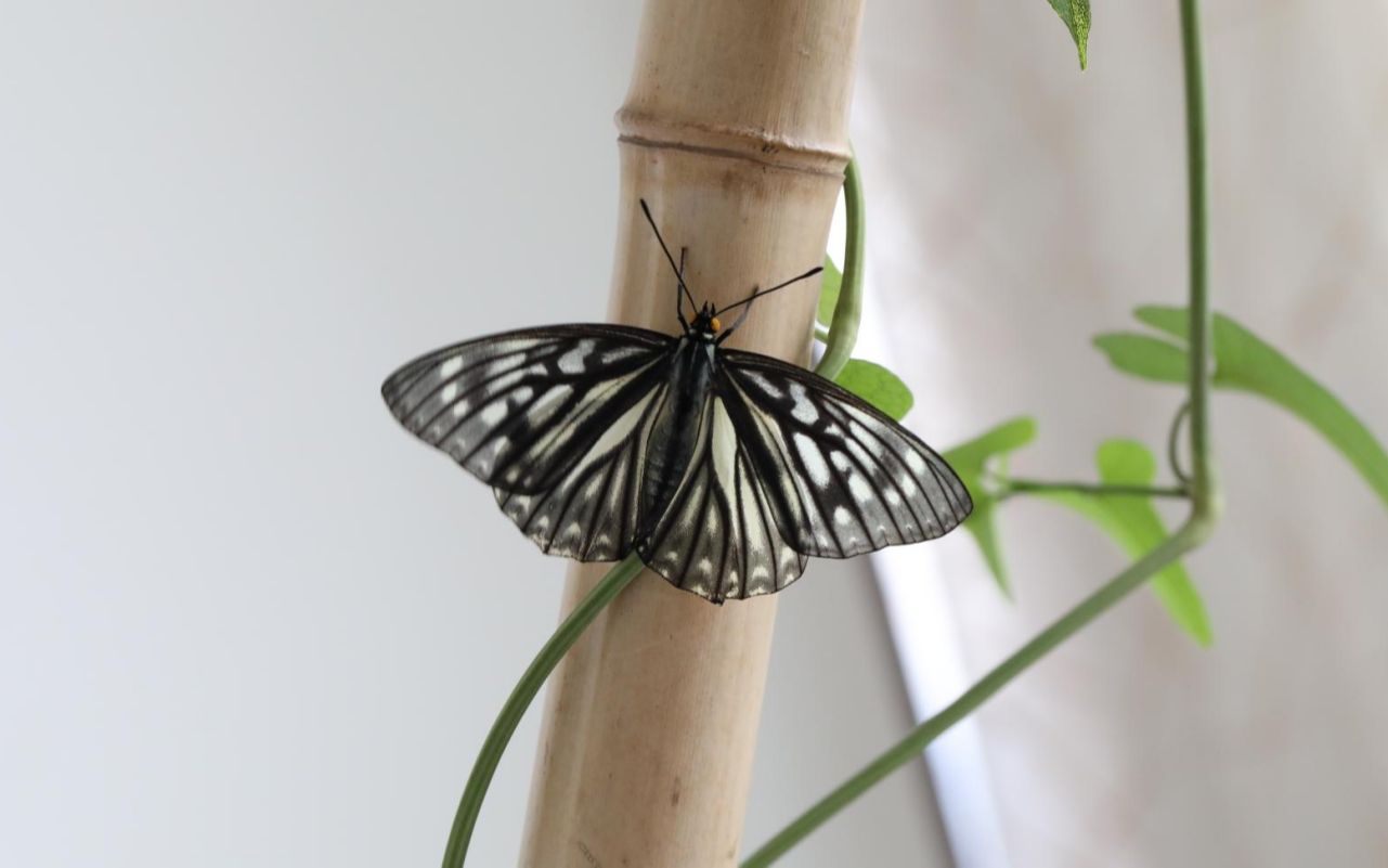 起飞吧,拟斑脉蛱蝶!