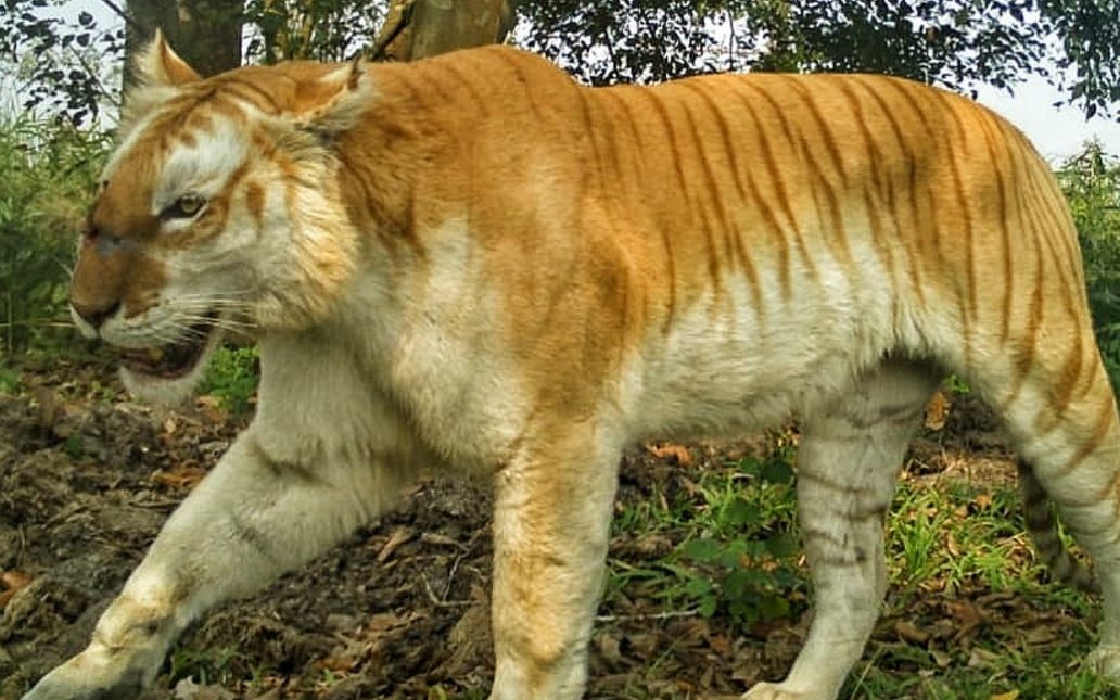 卡齐兰加的野生金虎再次出现