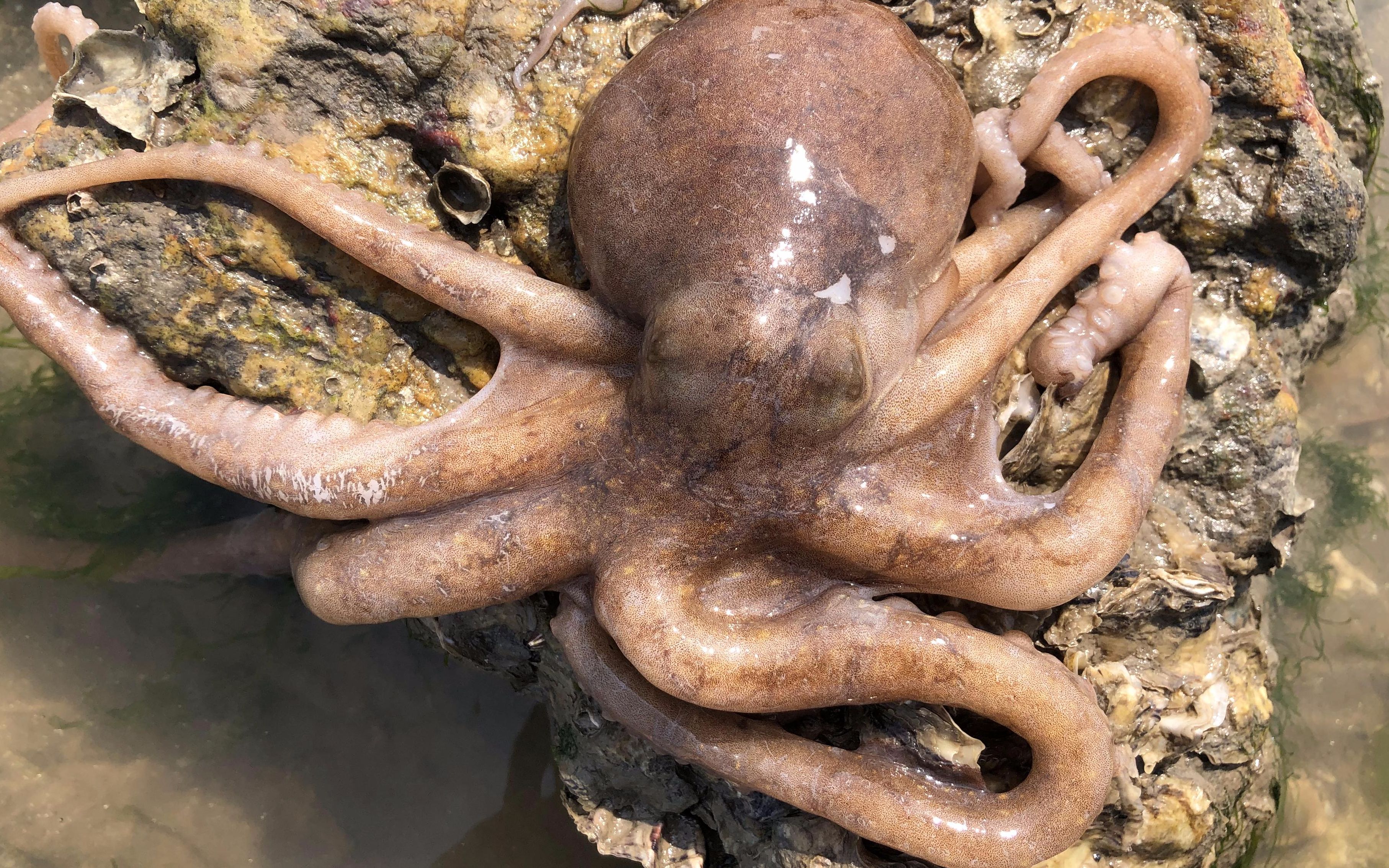 八爪鱼"繁衍"季节到了,到处是寻觅的八爪鱼,小倪是抓鱼又逮蟹