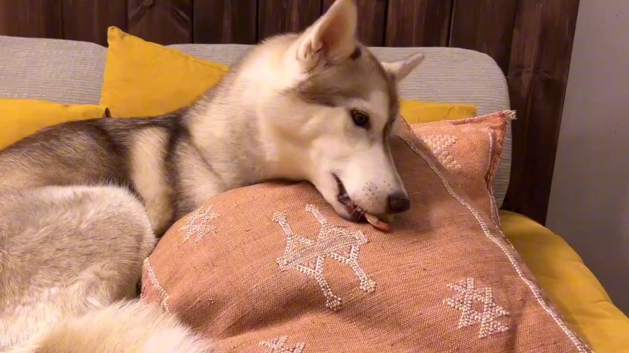 0813哈士奇阿拉斯加小奶猫咪狗兔鼠宠物萌宠搞笑